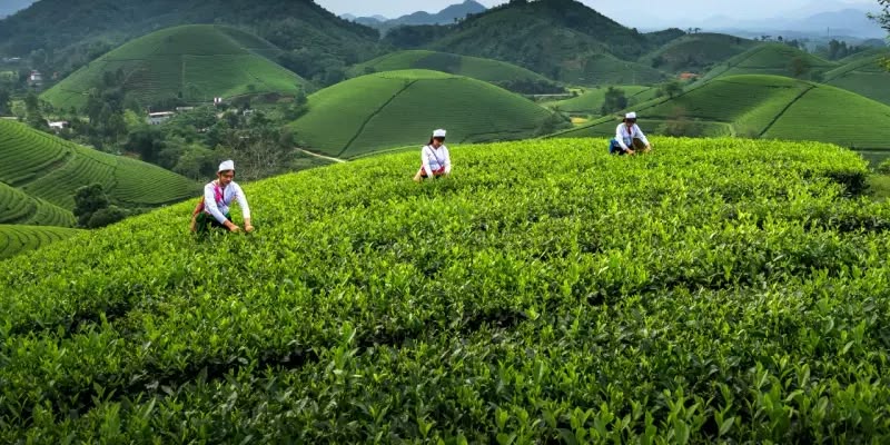 Tea Plantation Tour