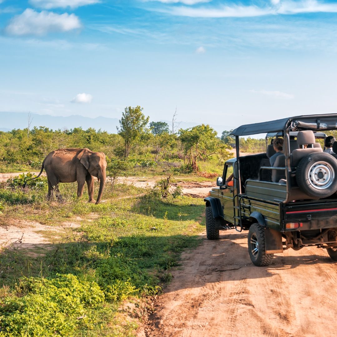Wildlife Safari