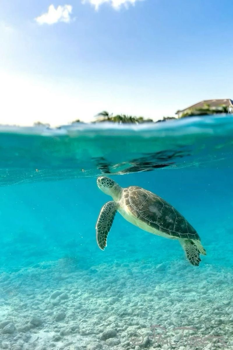 Turtle Watching