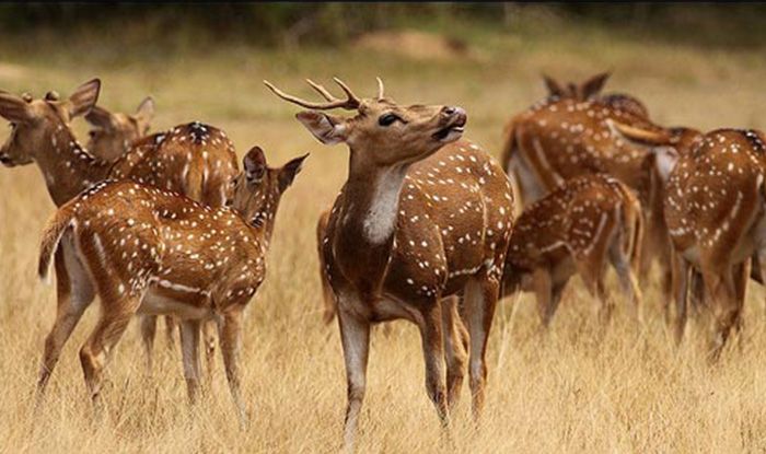 Wilpattu National Park — North Western Province, Sri Lanka